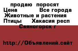 продаю  поросят  › Цена ­ 1 000 - Все города Животные и растения » Птицы   . Хакасия респ.,Саяногорск г.